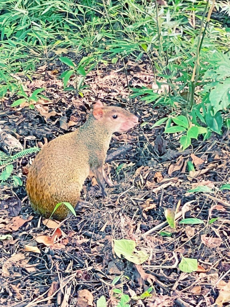 Agoti Panama City Metropolitana Park