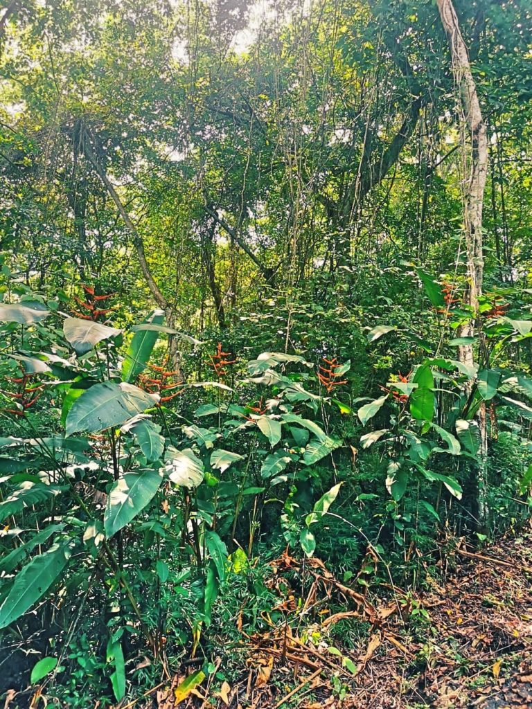 Natur und Pflanzen im Regenwald von Panama-City im Park Metropolitana