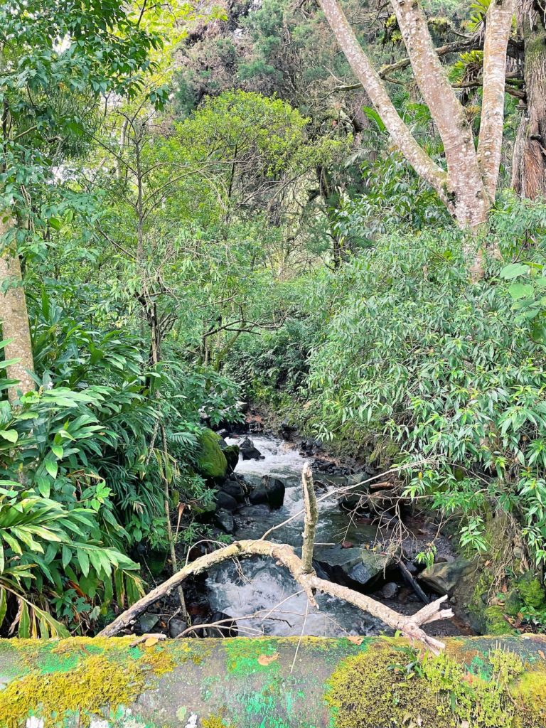 Pipeline Road Boquete Panama Natur Wanderweg