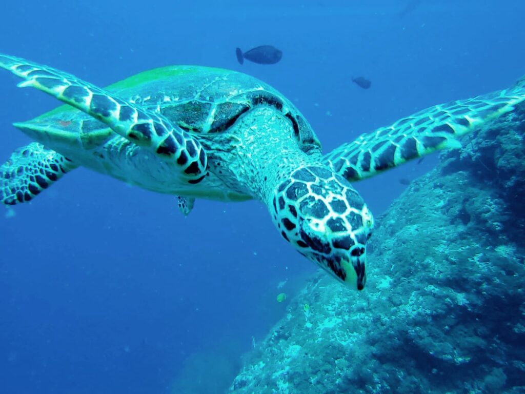 Bild Wasserschildkröte Malediven