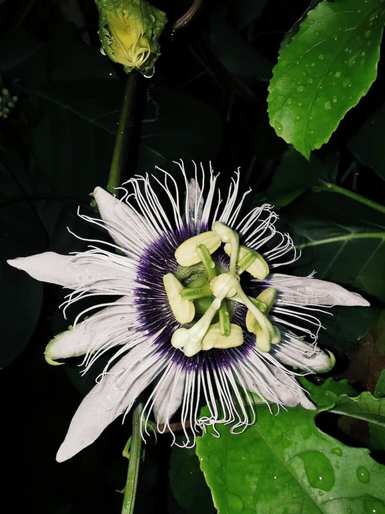 Passiflora